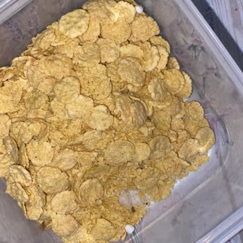 BİM Kelly's Corn Flakes Hk