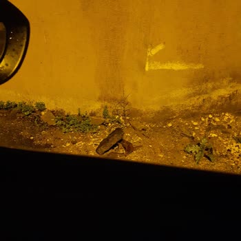 Boğaziçi Elektrik - BEDAŞ Zarar Temini Talep Ediyorum