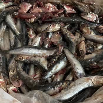 Migros Bozulmuş Balık Satıyor