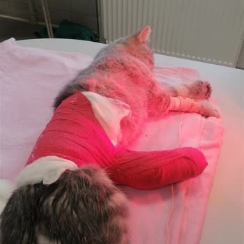 Ankara Üniversitesi Veteriner Fakültesi Kedinin Ameliyat Sonrası İhmali