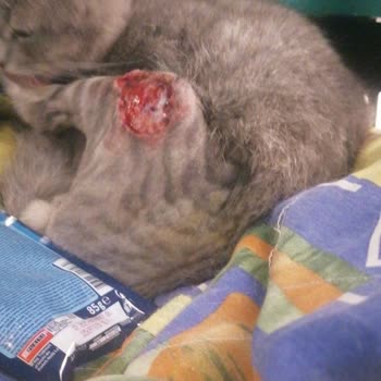 Ankara Üniversitesi Veteriner Fakültesi Kedinin Ameliyat Sonrası İhmali