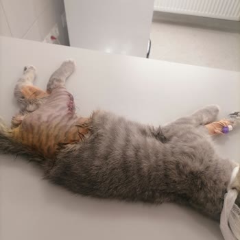 Ankara Üniversitesi Veteriner Fakültesi Kedinin Ameliyat Sonrası İhmali