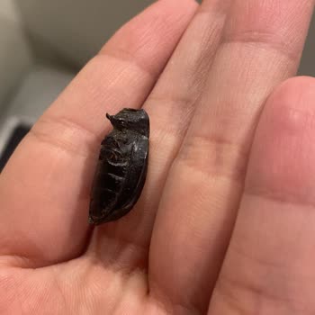 Ayçıtır Çekirdekten Böcek Çıktı