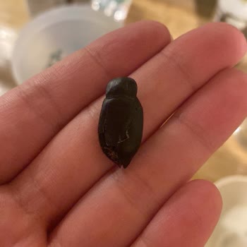 Ayçıtır Çekirdekten Böcek Çıktı