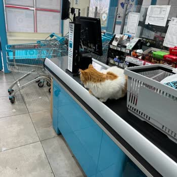 A101 İstanbul Çekmeköy Şubesi