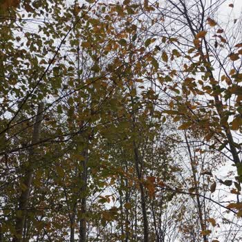 YEPAŞ (Yeşilırmak Elektrik Perakende) Tellere Değen Ağaç Dalları