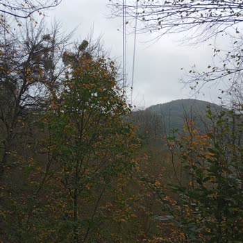 YEPAŞ (Yeşilırmak Elektrik Perakende) Tellere Değen Ağaç Dalları