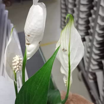 ÇiçekSepeti Kusurlu Ve Hasarlı Ürün