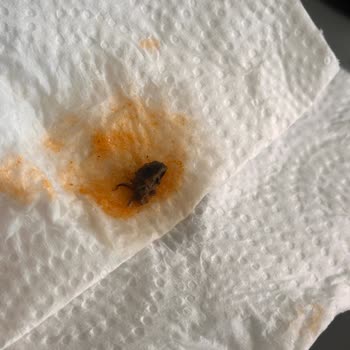 Tat Gıda Tat Konserve Bezelye İçindeki Siyah Cisim