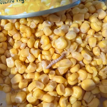 A101 Mısır Konservesinde Boylu Boyunca Uzanan Kurt