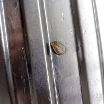 Şenpiliç Tavuk Paketinden Çıkan Madde