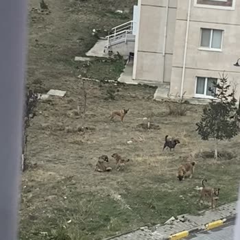TOKİ Ankara Mamak Köpek Sorunu