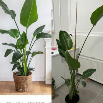 Cool Concept Flower Çok Kötü, İlgisiz.!