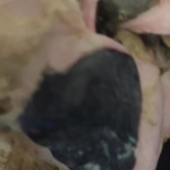 Foks Veteriner Kliniği Veterinerin Evcil Hayvana Bakmaması