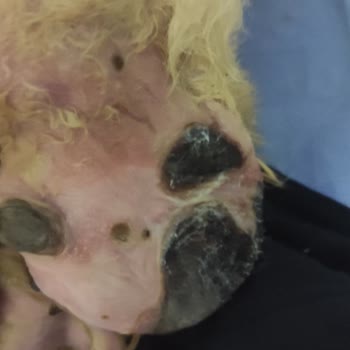 Foks Veteriner Kliniği Veterinerin Evcil Hayvana Bakmaması