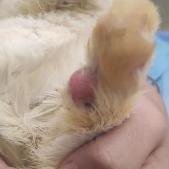 Foks Veteriner Kliniği Veterinerin Evcil Hayvana Bakmaması