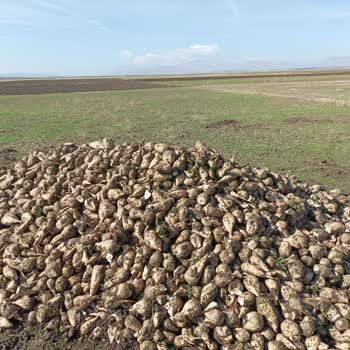 Muş Şeker Fabrikası Kar Altında Bekleyen Pancarlar Ve Mağduriyetimiz