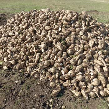 Muş Şeker Fabrikası Kar Altında Bekleyen Pancarlar Ve Mağduriyetimiz