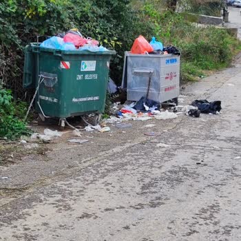 İzmit Belediyesi Başıboş Köpek Sorunu