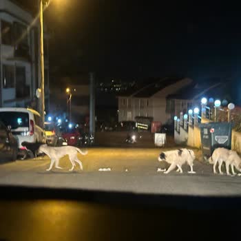 İzmit Belediyesi Başıboş Köpek Sorunu