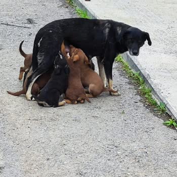 İzmit Belediyesi Başıboş Köpek Sorunu