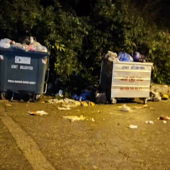 İzmit Belediyesi Başıboş Köpek Sorunu