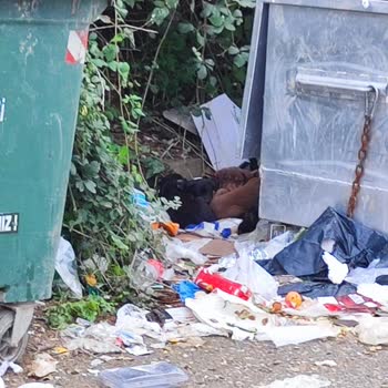 İzmit Belediyesi Başıboş Köpek Sorunu