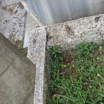 İBB - İstanbul Büyükşehir Belediyesi Mezarlıkların Üzerinde Köpeklerin Yatması