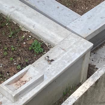 İBB - İstanbul Büyükşehir Belediyesi Mezarlıkların Üzerinde Köpeklerin Yatması