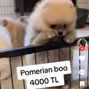 TikTok/Antalya Tria Peth Hesabı Hakkında