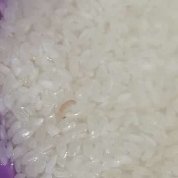 Ünal Bakliyat Pirinç Kurtlu Çıktı