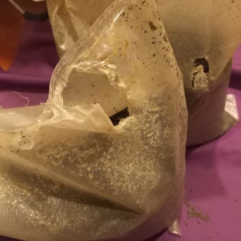 Badem Akvaryum Kum, Kızılağaç Kozalağı, Kargo Sorunu