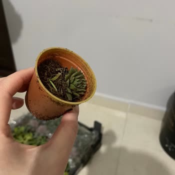 Florya Sukulent Sayfası Müşteri Mağduriyeti!