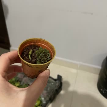 Florya Sukulent Sayfası Müşteri Mağduriyeti!