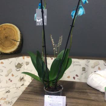 Salonbitkileri.com Geç Teslimat Ve Kırık Ürün