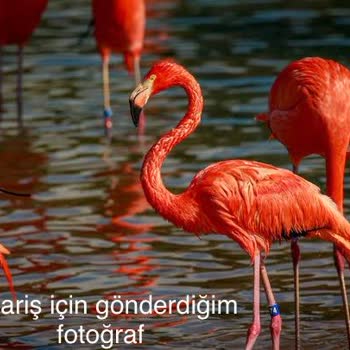 Perla Peluş Çok Kötü Tablo