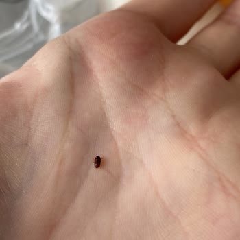 Çakıroğlu Fırın Ekmek Den Böcek Çıktı