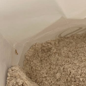 Nora Un Migros Dan Aldığım Unda Bu Sefer Böcek Ve Kurt Çıktı