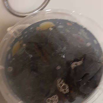 Levi's Kot Boya Çıkartıyor