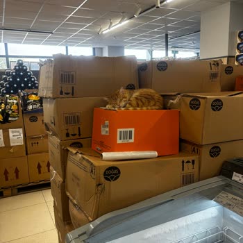 A101 Bozüyük Mağazasında Ürünlerin Üzerinde Sokak Kedileri Geziniyor