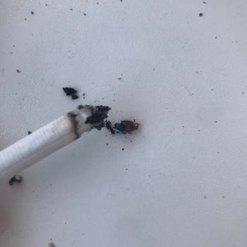 Marlboro Paketinin İçindeki Odun