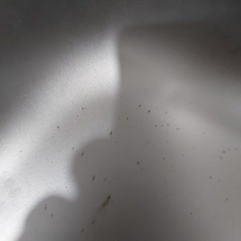 Teka Eviyede Leke/Pas Oluşumu