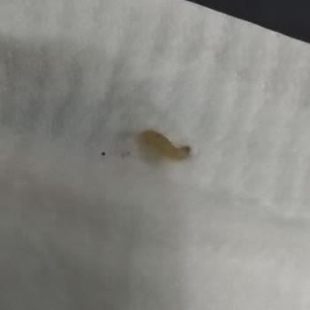 Molfix Bezde Kurt Çıktı