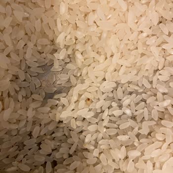 Duru Bulgur Açılmamış Pirinçten Bir Sürü Kurt Çıktı