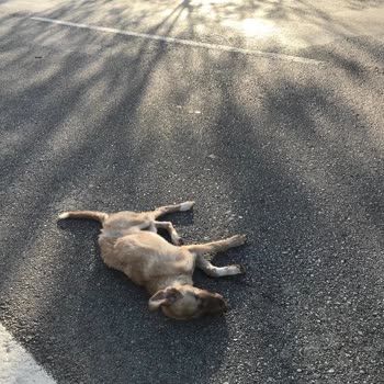 Sompo Sigorta Aracım Tamir Edilmiyor