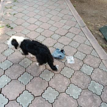 Trendyol Express Köpeğim Kurye Hastasından Dolayı Ölüyor