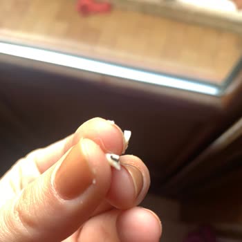 Şok Marketler Kaşar Peynirinin İçinden Böcek Çıkması