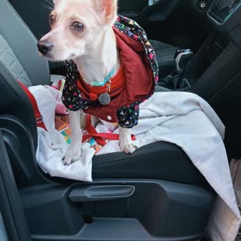 Çağdaş Marketler Çalışanı Yavru Köpeğim Var Diye Beni Kovdu