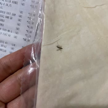 Yekhanoğlu Unlu Mamülleri Paketi Açılmadan Fark Edilen Sinek!