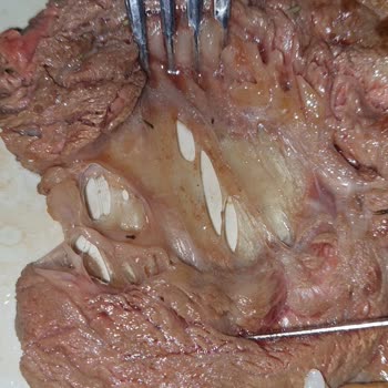 Mozaik Carrefour Gurme Antrikot Yerine Sinir